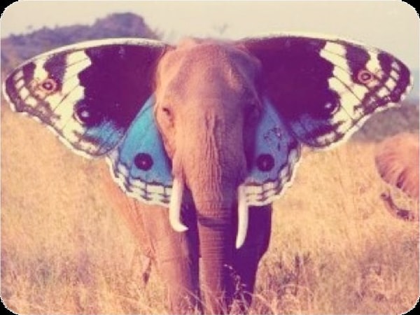 8. Какое животное вы увидели первым делом?