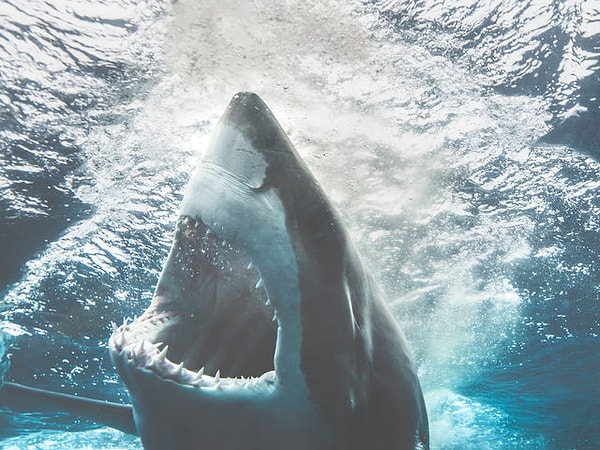 Ваше визуальное восприятие такое же, как у акулы...