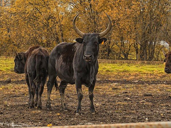 3. Amerikan Hibrit'i olarak bilinen bu hayvan 'buffalo' ve evcil dananın çiftleşmesinden türüyor. İlk olarak et endüstrisi için üretilmiş olduğu sanılsa da aslında 1800 yıl önce vahşi yaşamda bulundukları kayıtlarda yer alır.