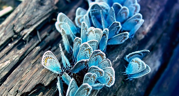 6. Вы считаете себя скептиком или романтиком?