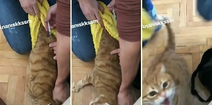 İğne Olduktan Sonra Can Acısıyla Kaçmaya Çalışan Kedinin Yaşattığı Korku Dolu Anlar