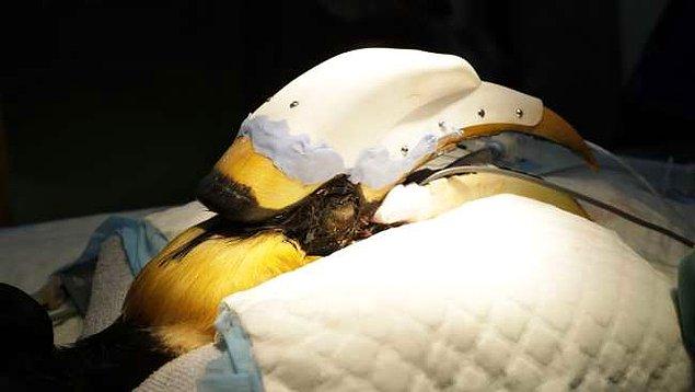 22 yaşındaki öküzburnu kuşu Jary'nin gagasındaki kanserli doku çıkarılıp 3D yazıcıdan yapılmış protez takıldı!