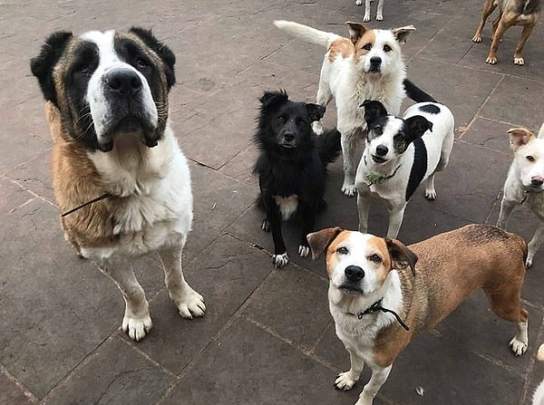 3. Сотрудники знали, что собаки плохо реагируют на салюты, поэтому держали псов взаперти. После того, как залпы закончились, животных выпустили на улицу. Однако через несколько минут празднование продолжилось, и кто-то начал взрывать петарды совсем рядом с приютом.