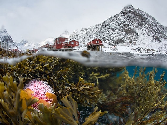 6. Underwater View Of The Winter Lofoten (Remarkable Award In The Beauty Of The Nature Categoty)