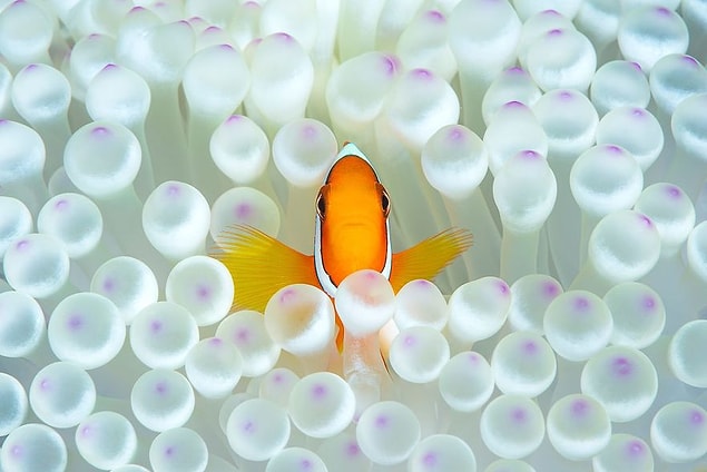 7. Nemo In The House (Remarkable Award In Animals In Their Environment Category)