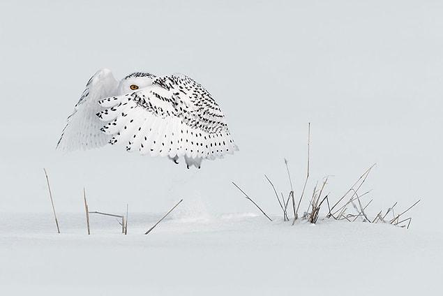 14. Jump, Canada (Honorable Mention In Animals In Their Environment Category)
