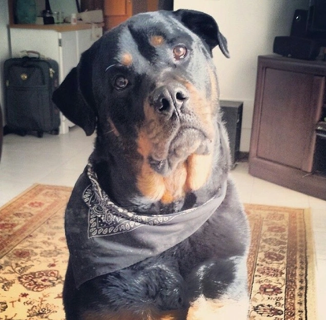 "Köpeğim birkaç yıl önce beni taciz edilmekten son anda kurtardı. O günden beri ona her gün ne kadar iyi bir köpek olduğunu söylüyorum."