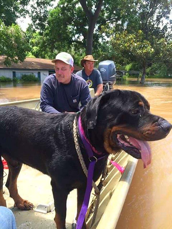 13. "Babam ve abim yükselen sulardan köpekleri kurtarıyor..."