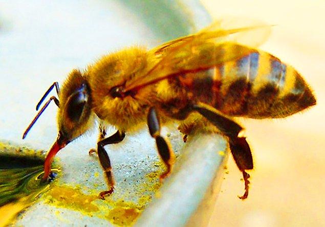 12. Sıcak yaz gecelerinde etrafta sarhoş arılar görmeniz oldukça mümkün.