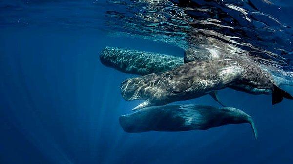 Çinli araştırmacılar, ülkelerinin denizaltı sistemlerine katkı sağlamak için ispermeçet balinalarının yaydığı seslere gizli askeri mesajları saklamaya yarayacak bir kamuflaj metodu geliştirdiklerini söylüyor!