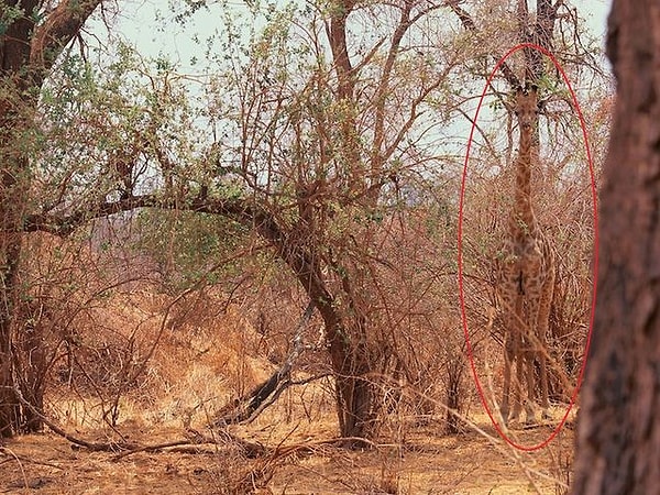 Да вот же он!