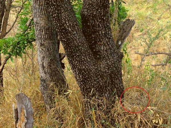 Ну это совсем уж легко!