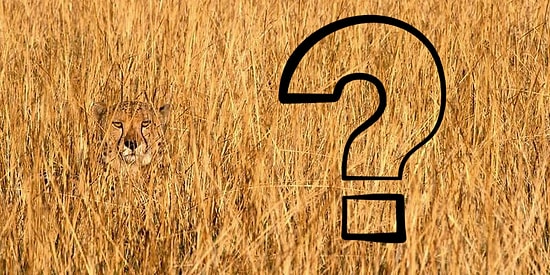 Тест на наблюдательность: Сможете разглядеть всех спрятавшихся животных?