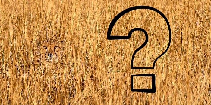 Тест на наблюдательность: Сможете разглядеть всех спрятавшихся животных?