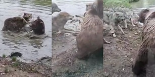 Hayvanat Bahçesinde Bir Araya Gelen Dört Ayı Kurdu Öldürdü!