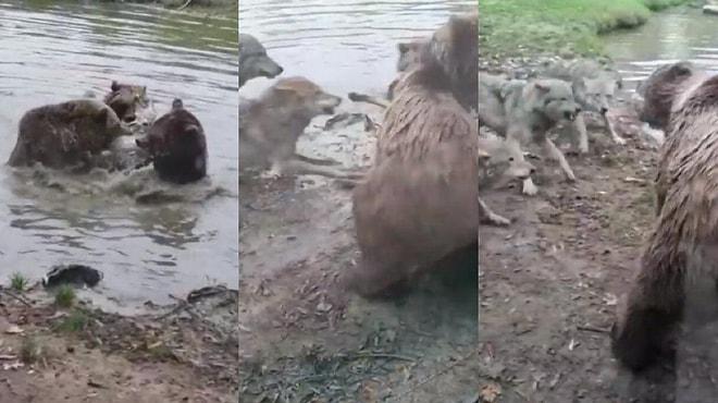 Hayvanat Bahçesinde Bir Araya Gelen Dört Ayı Kurdu Öldürdü!