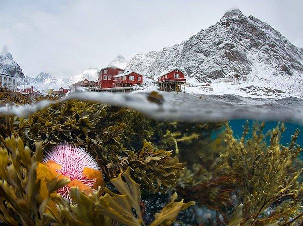 6. Kışın Lofoten'in Su Altından Bir Manzarası (Doğanın Güzelliği kategorisinde Dikkate Değerlik ödülü)