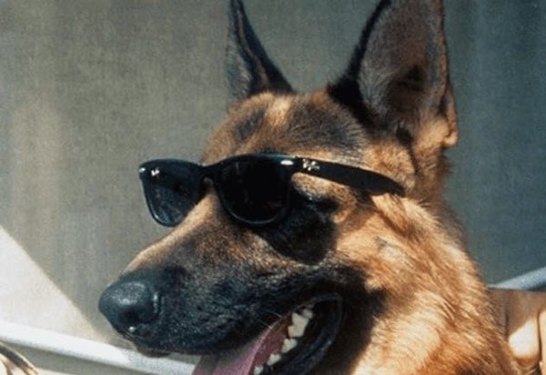 Первое место в списке занимает сердитая и хмурая кошка Грампи Кэт. Она обеспечила финансовыми средствами не только себя, но и свою владелицу. Да так, что той этих денег хватит еще на долгие годы.