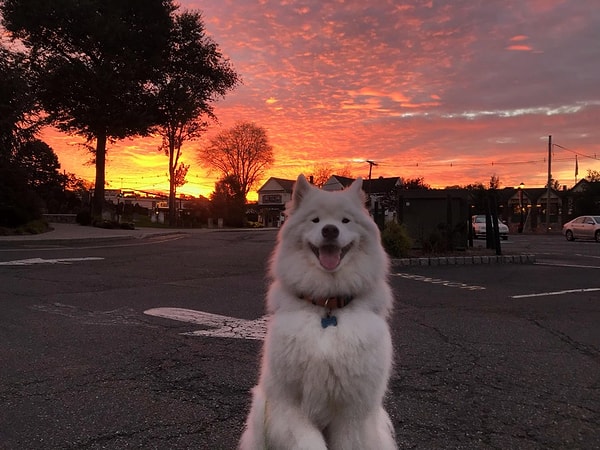 6. Сказал: "Сыыыыыррр"!