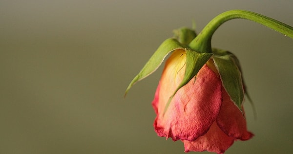 Вы вступите в брак в возрасте больше 40 лет