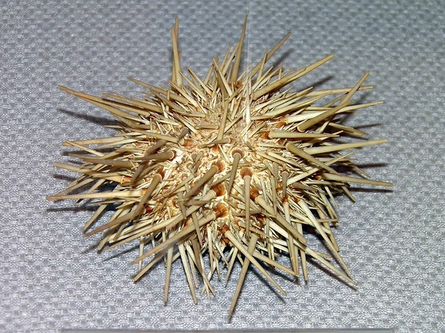 Denizkestanesi