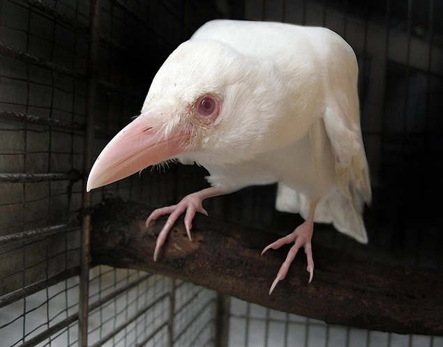 Karga