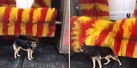 Dokunmasız Otomatik Araç Yıkama Makinesine Bedava Masaj Yaptıran Zeki Köpek
