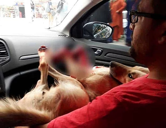 49. Nereye gidiyorsun Türkiye? - Tavuklarına saldırdığı gerekçesiyle köpeği tüfekle öldüren müezzin