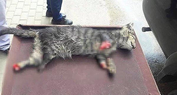 51. Başka bir gezegenin cehennemi - Dört ayağı kesilerek öldürülen yavru kedi