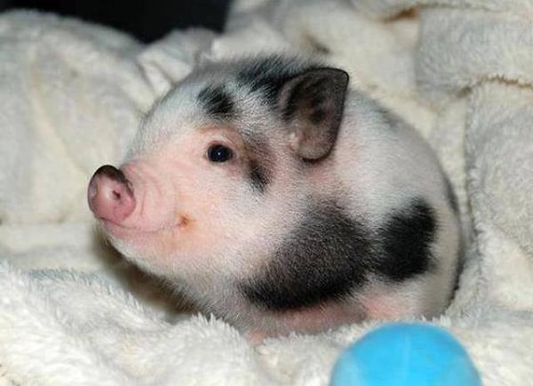 4. Нравятся ли вам маленькие поросята?