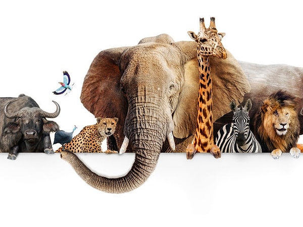 8. И последнее. Выбери животное: