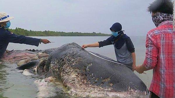 9.5 metre boyundaki İspermeçet balinası, geçtiğimiz pazartesi, Wakatobi Milli Parkı'nda kıyıya vurdu. Olay yerine yetkililer ile birlikte giden Doğal Hayatı Koruma Vakfı üzücü manzara ile karşılaştı.