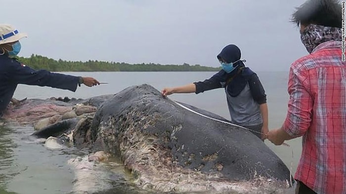 Türleri Yok Etmeye Devam Ediyoruz: Midesinde Yaklaşık 6 Kilo Plastik ile Ölü Bulunan Balina