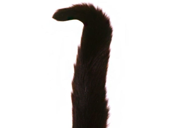 1. Кто это перед вами?