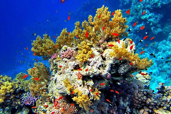 11. Какое море отличается от остальных тем, что в него не впадает ни одна река?