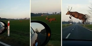 O Ne Muhteşem Bir Atlayış! Aracın Yanında Koşan Geyiğin Yolu Atlayarak Geçtiği Mükemmel Anlar