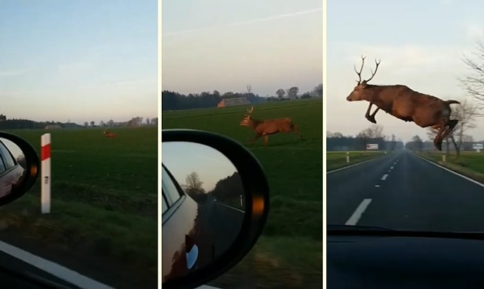 O Ne Muhteşem Bir Atlayış! Aracın Yanında Koşan Geyiğin Yolu Atlayarak Geçtiği Mükemmel Anlar
