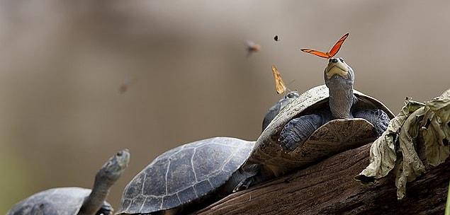 17. In the Amazon, butterflies drink the tears of turtles.