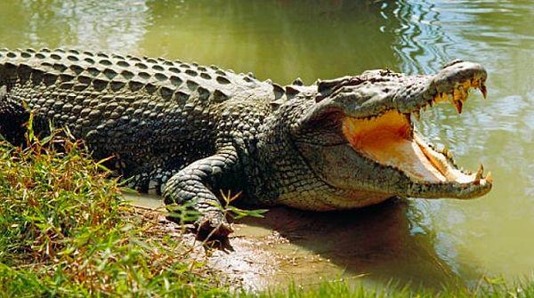 7. Corcodiles swallow their prey whole without chewing if it is small enough.