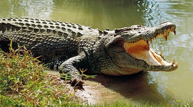 When You See These 17 Strange Eating Habits Of Animals You Will Be Stupefied When You See These 17 Strange Eating Habits Of Animals You Will Be Stupefied
