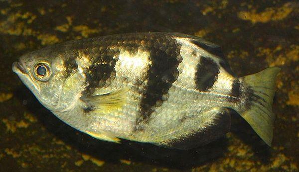 4. Archerfish shoot water out of their mouths to knock down and eat insects above the water.