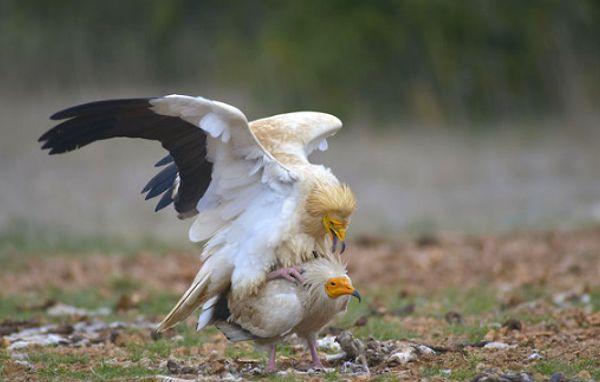 1. Egyptian vultures use rocks as hammers to open ostrich eggs.
