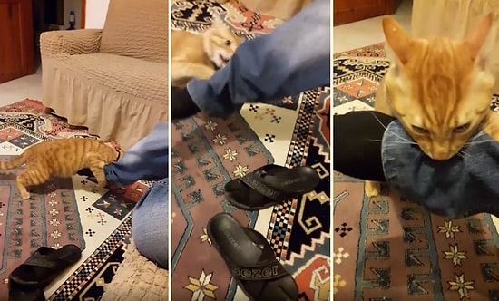 Müthiş Yaşam Enerjisi ile Psikopat Kedisi Haydar'la Başa Çıkmaya Çalışan Adam