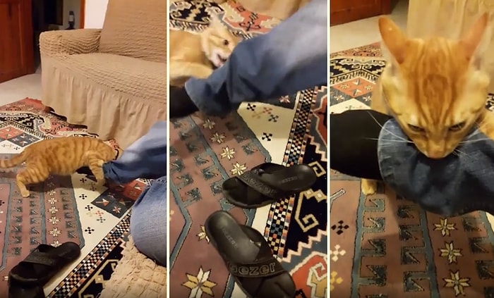 Müthiş Yaşam Enerjisi ile Psikopat Kedisi Haydar'la Başa Çıkmaya Çalışan Adam