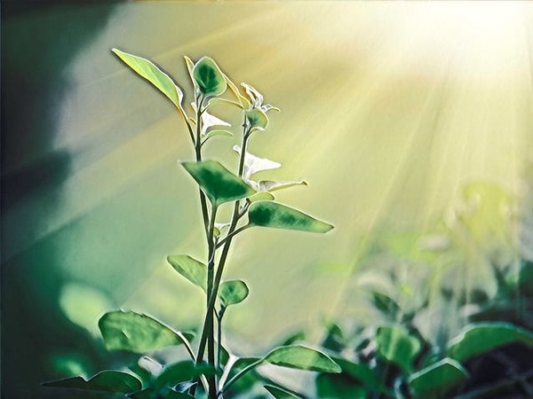 4. В какой части клетки растения происходит фотосинтез?