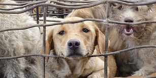 Hayvan Hakları Savunucuları Kazandı: Güney Kore'nin En Büyük Köpek Mezbahası Kapatıldı