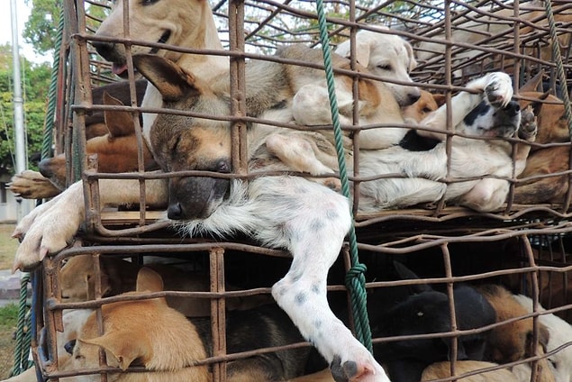Güney Korelilerin yüzde 70'i köpek eti yemiyor.