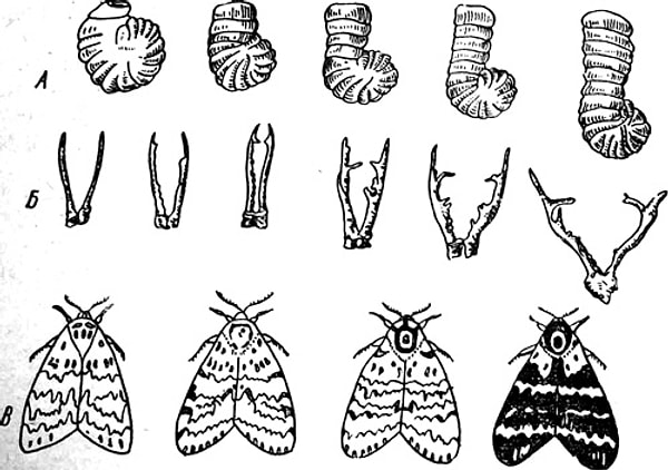 6. Как называется способность организма приобретать новые признаки в процессе онтогенеза (индивидуального развития)?