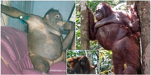 Endonezya'daki Bir Genelevde Seks İşçisi Olarak Çalıştırılan Orangutanın Kurtarılış Hikayesi
