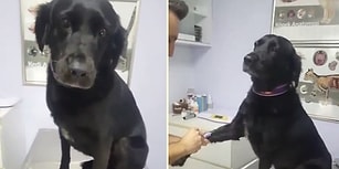 Kan Aldırırken Büründüğü Asil Duruşuyla Gözlerden Kalp Fışkırtan Köpek
